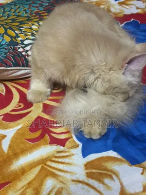 3-6 Months Female Purebred Persian