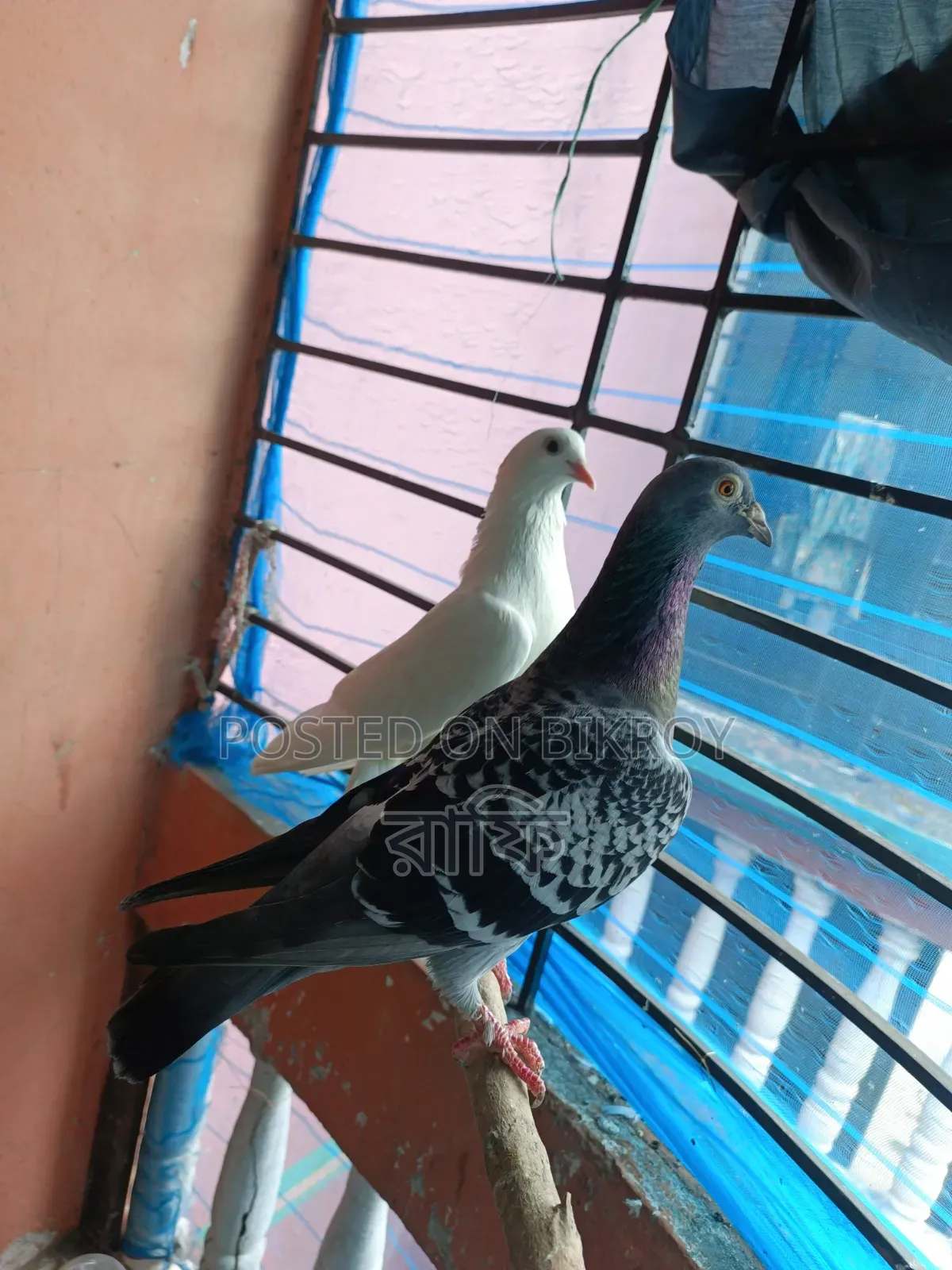 Racer Running Female Pigeon