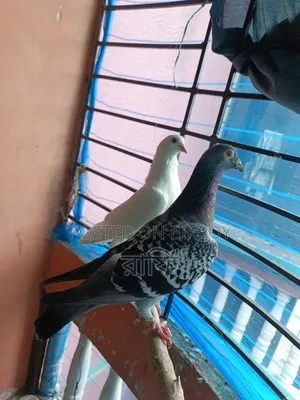 Racer Running Female Pigeon