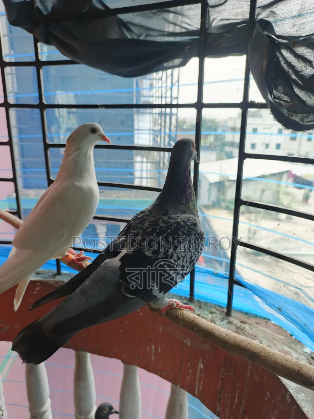 Racer Running Female Pigeon