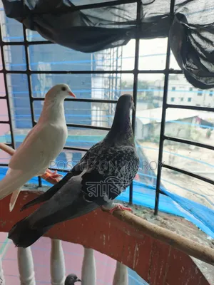 Racer Running Female Pigeon