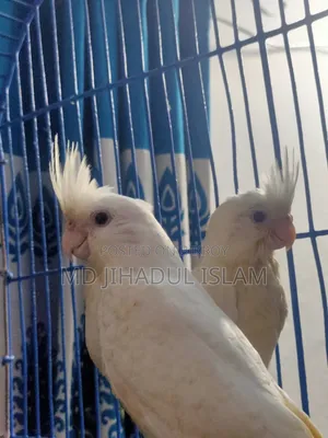 Team Cockatiel