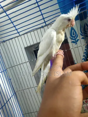 Team Cockatiel