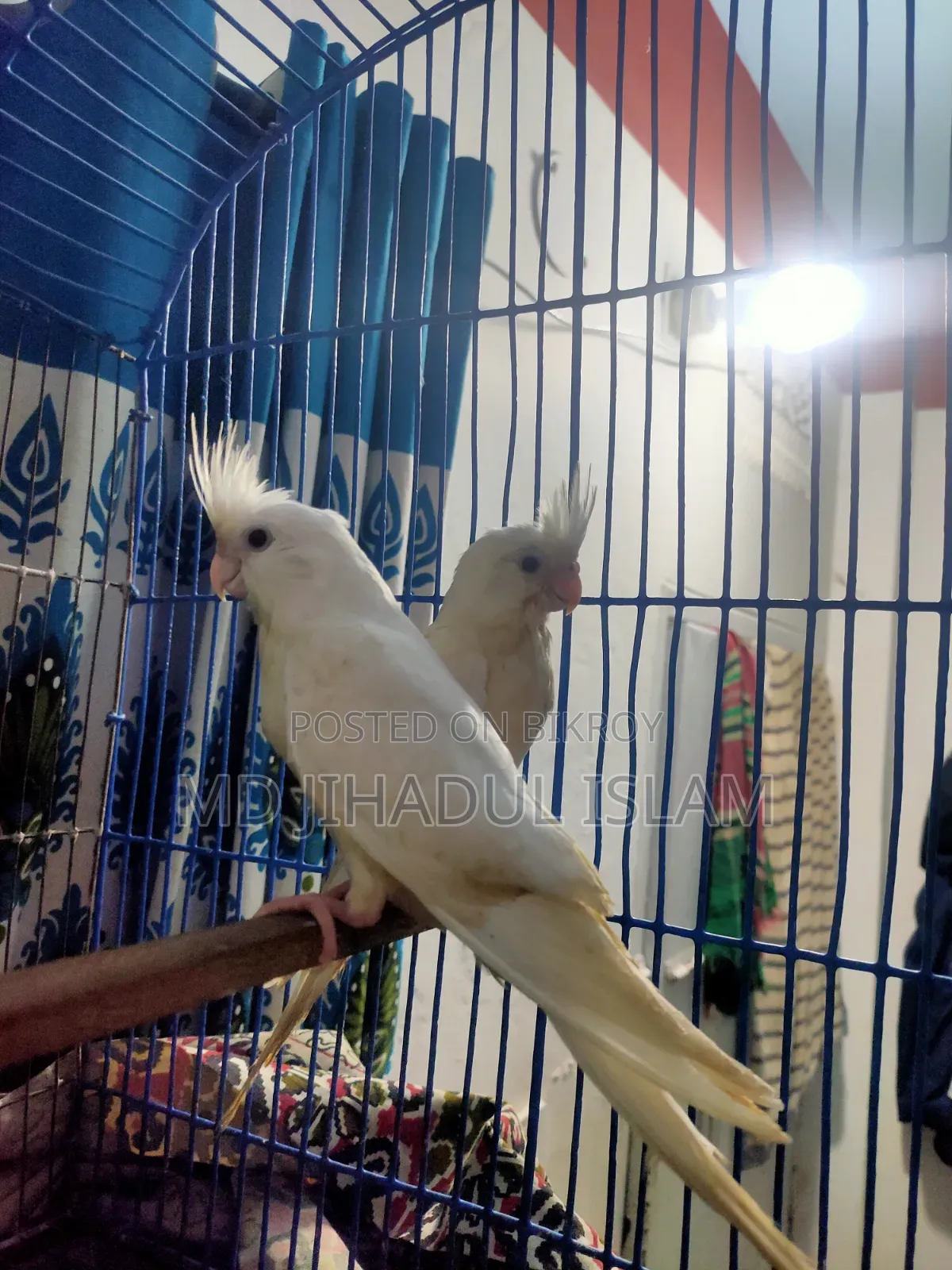 Team Cockatiel