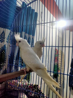 Team Cockatiel