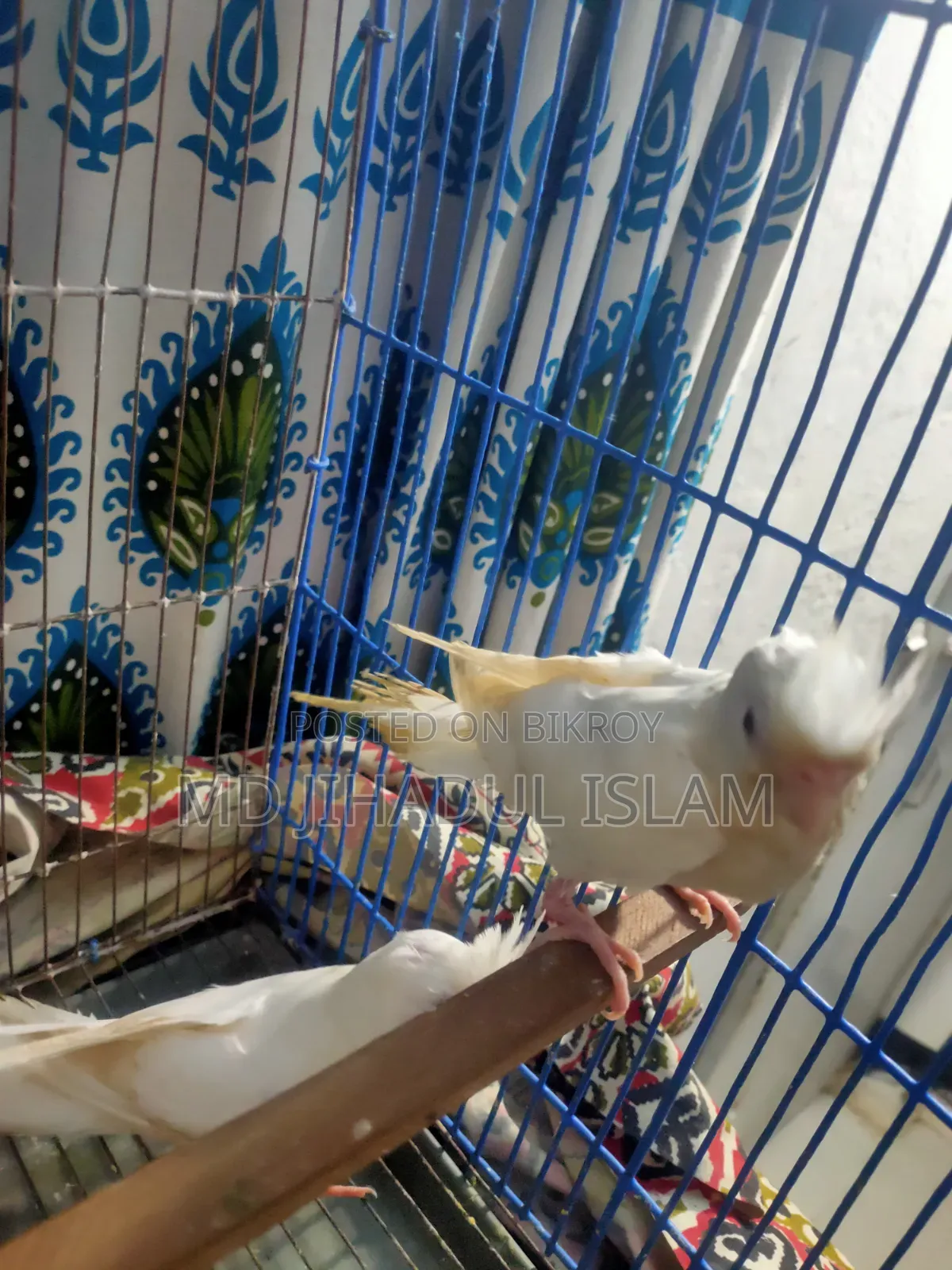 Team Cockatiel