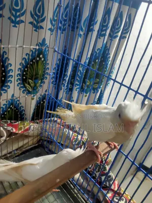 Team Cockatiel