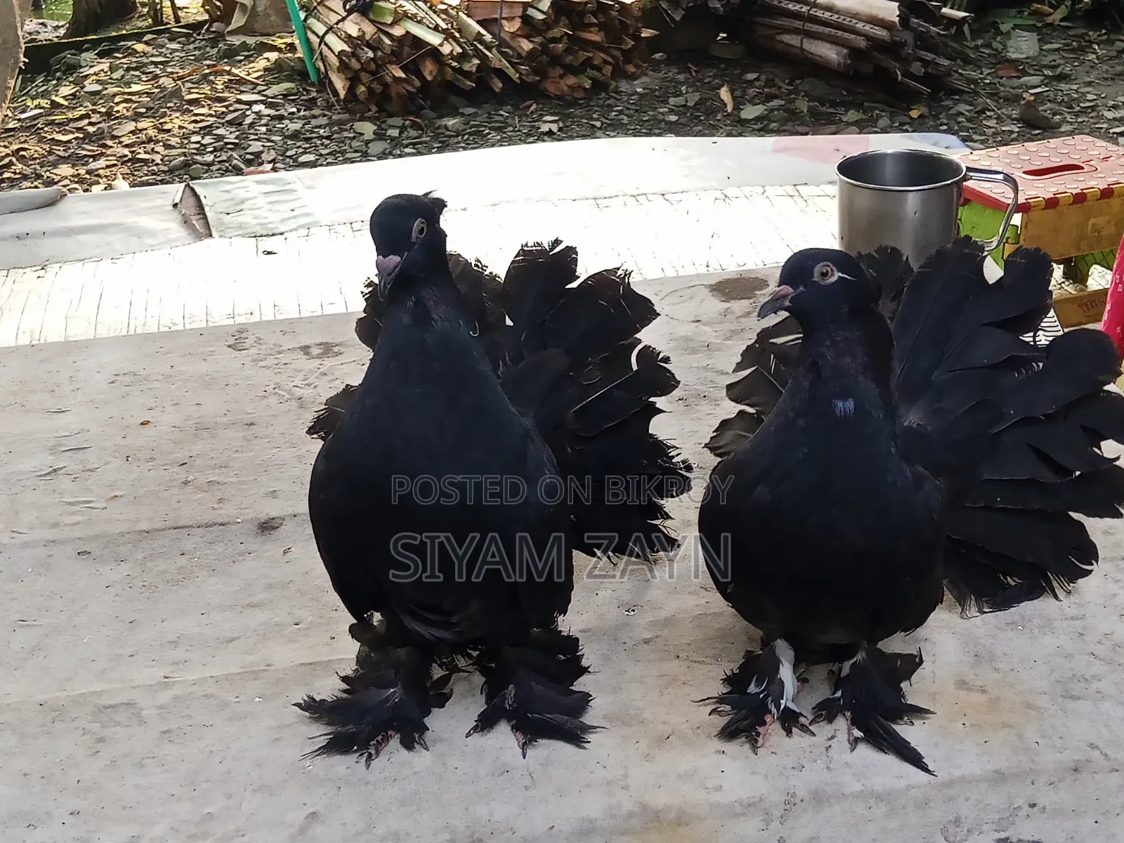 Beautiful Young Lakha Pigeon Pair for Sale