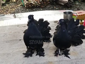 Beautiful Young Lakha Pigeon Pair for Sale