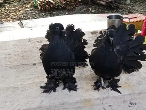 Beautiful Young Lakha Pigeon Pair for Sale