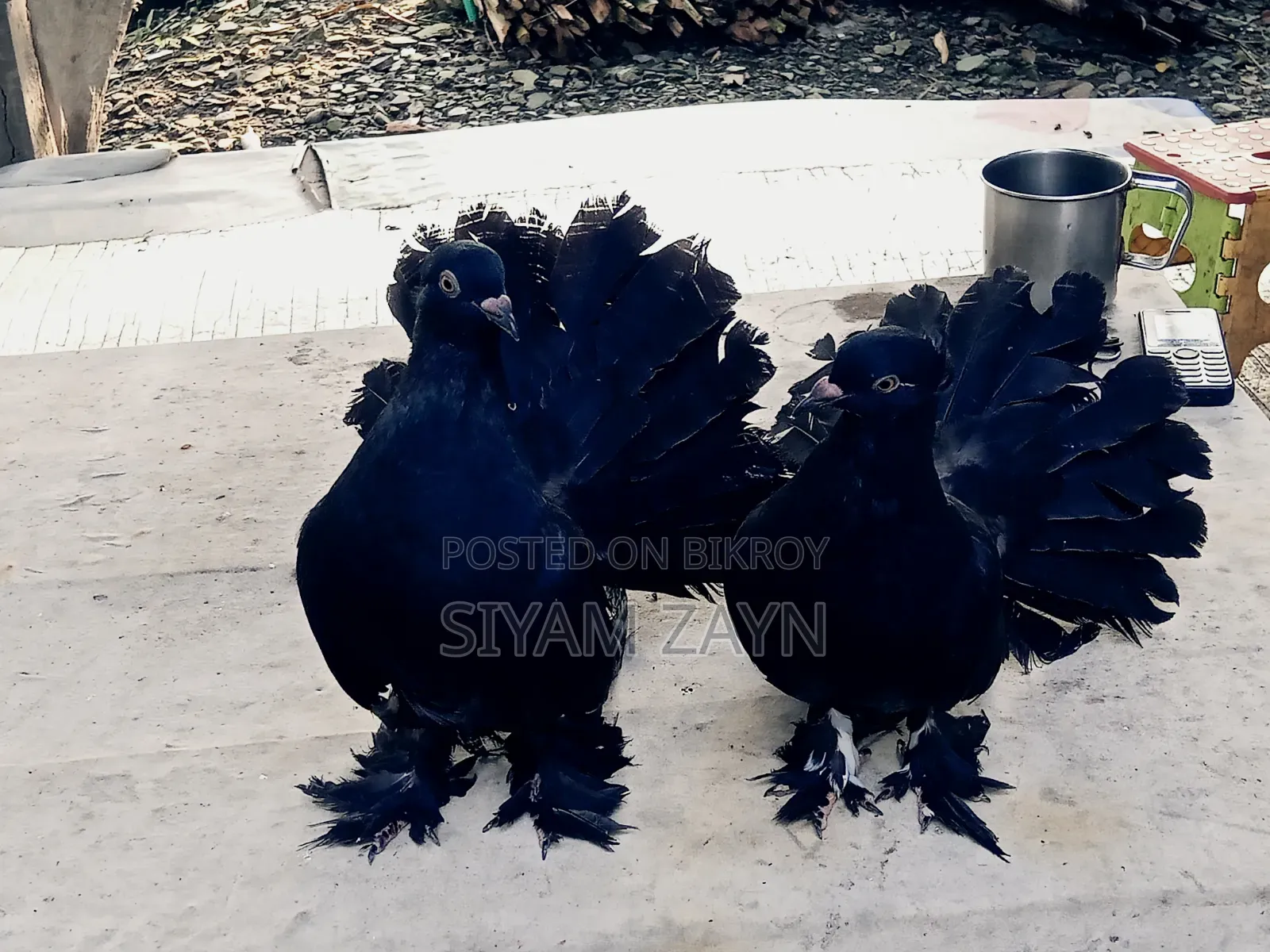 Beautiful Young Lakha Pigeon Pair for Sale