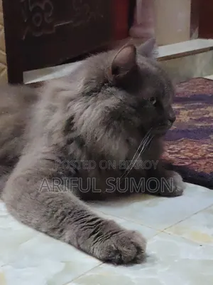 ১+ বছরের পুরুষ খাঁটি পার্সিয়ান