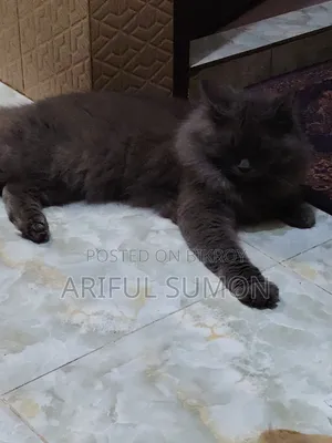 ১+ বছরের পুরুষ খাঁটি পার্সিয়ান