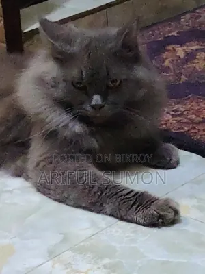 ১+ বছরের পুরুষ খাঁটি পার্সিয়ান