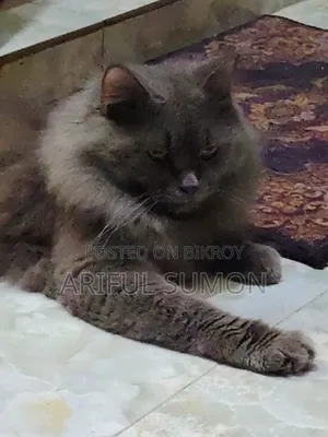 ১+ বছরের পুরুষ খাঁটি পার্সিয়ান