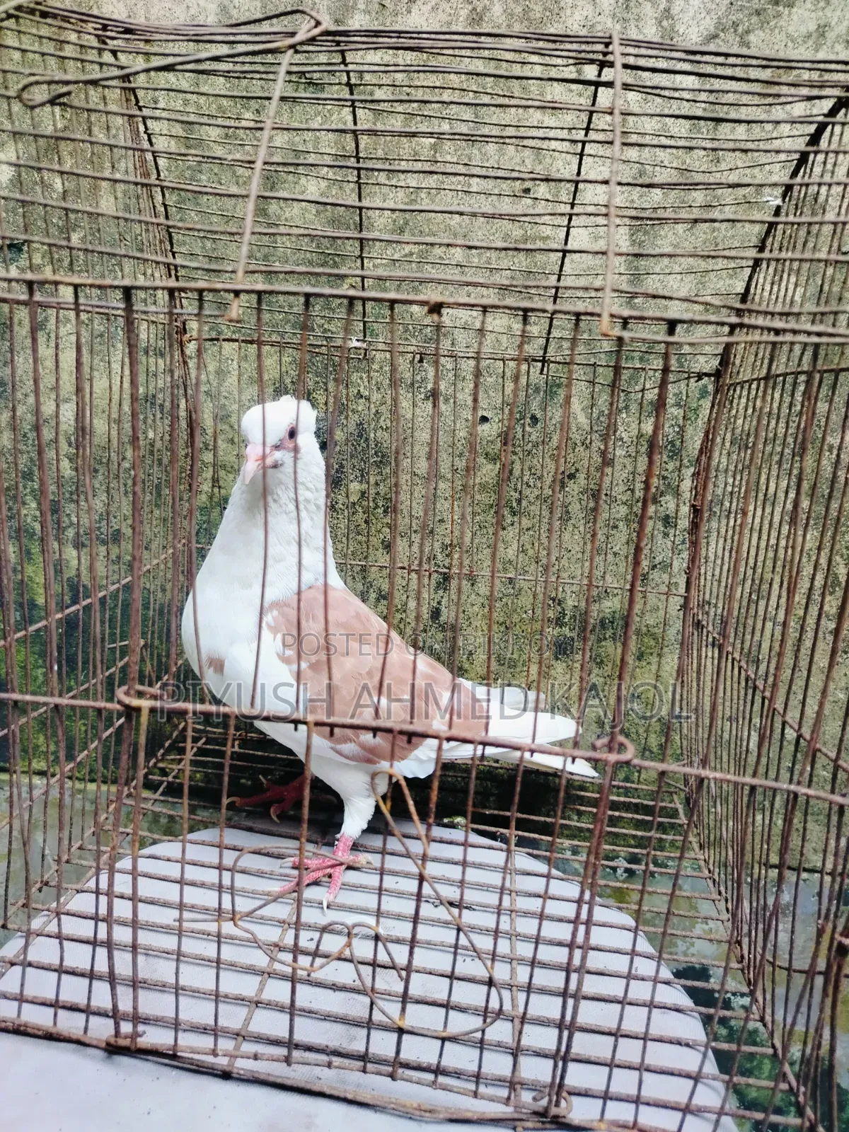 Rajgolla female pigeon for sale