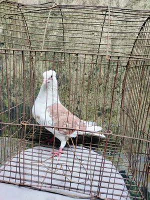 Rajgolla female pigeon for sale