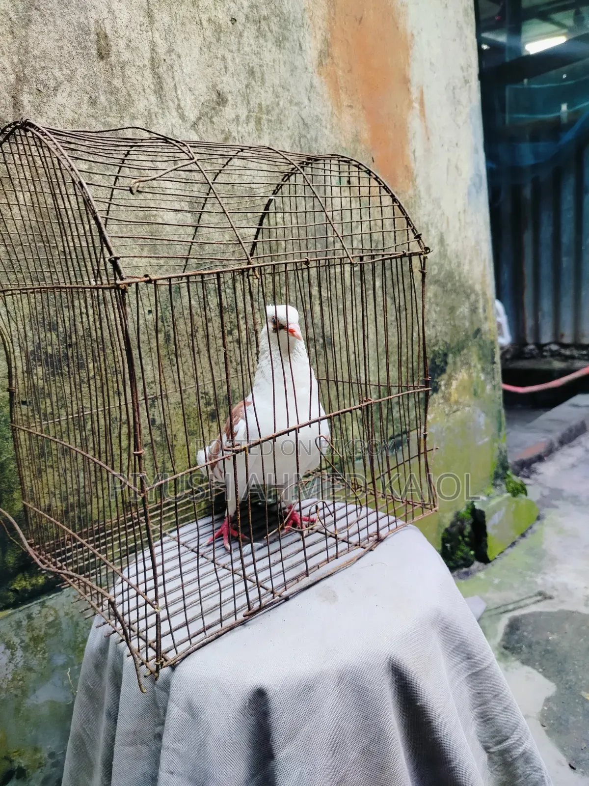 Rajgolla female pigeon for sale