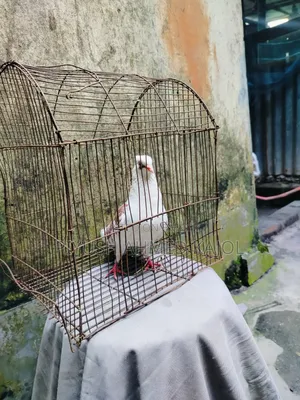 Rajgolla female pigeon for sale