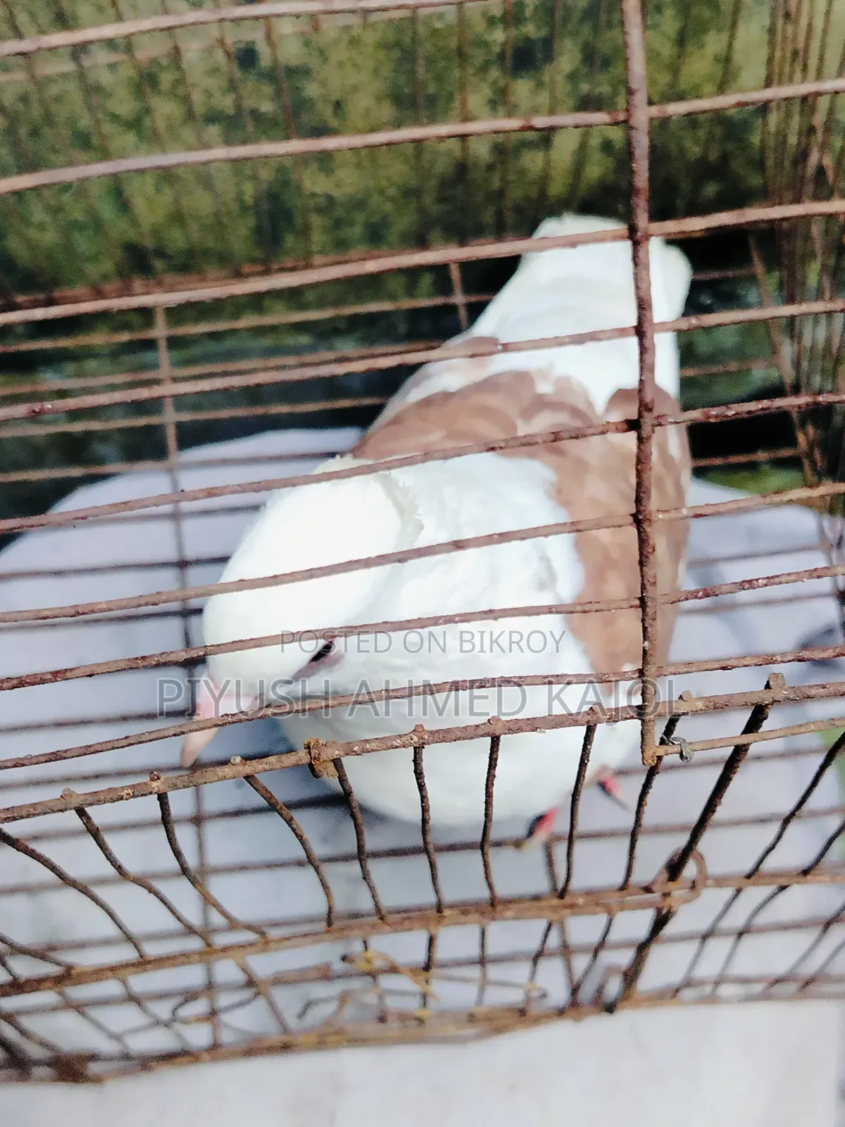 Rajgolla female pigeon for sale