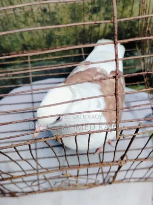 Rajgolla female pigeon for sale