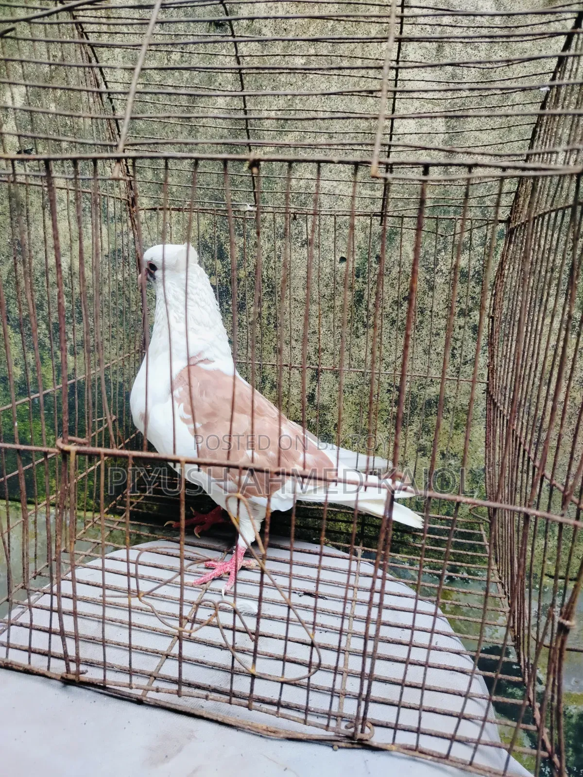 Rajgolla female pigeon for sale