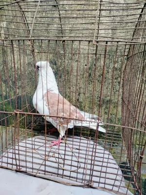 Rajgolla female pigeon for sale