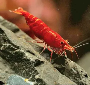 রেড চেরি শ্রিম্প