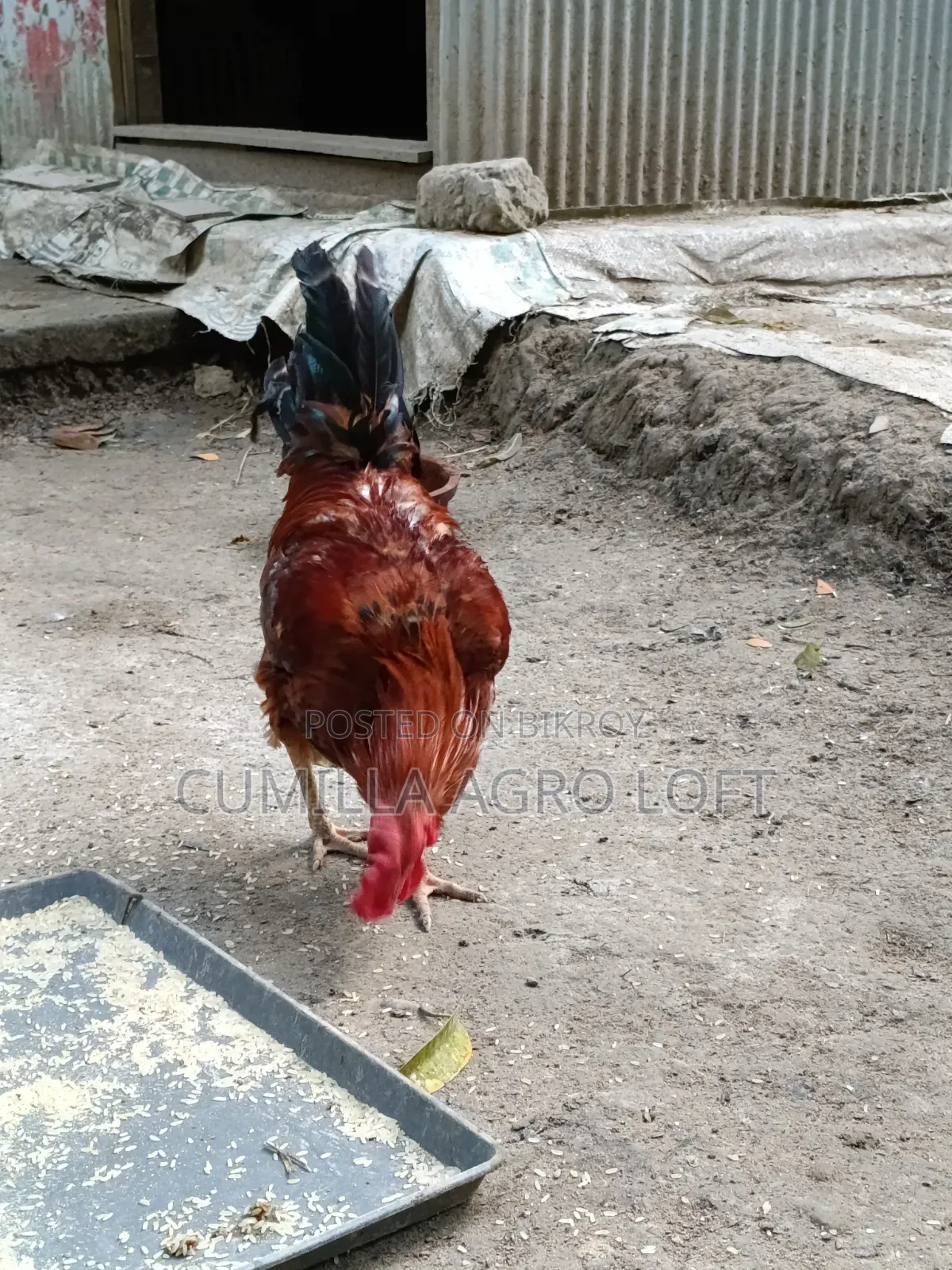 দেশীয় মোরগ