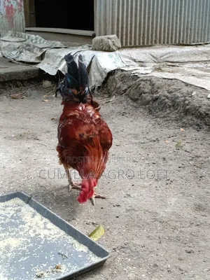 দেশীয় মোরগ
