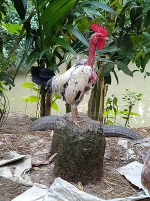 দেশীয় মোরগ