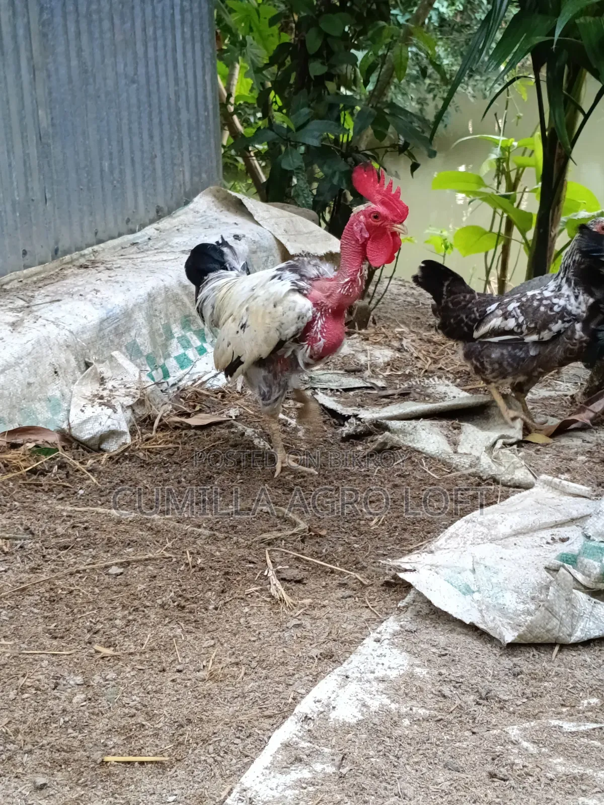 দেশীয় মোরগ