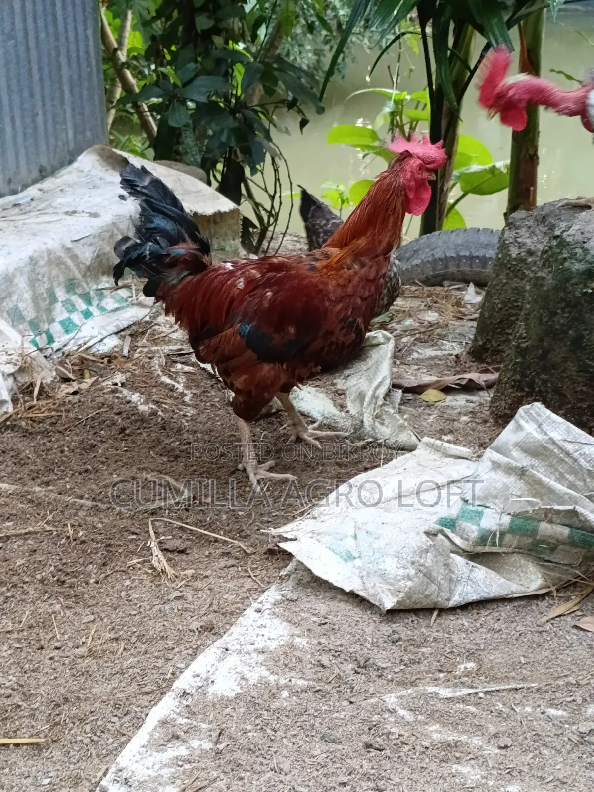 দেশীয় মোরগ