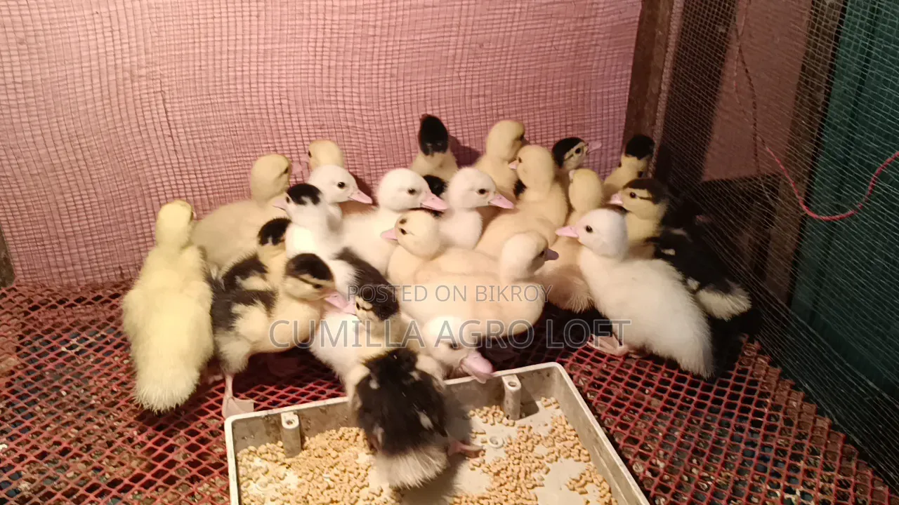 Muscovy Ducklings