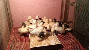 Muscovy Ducklings