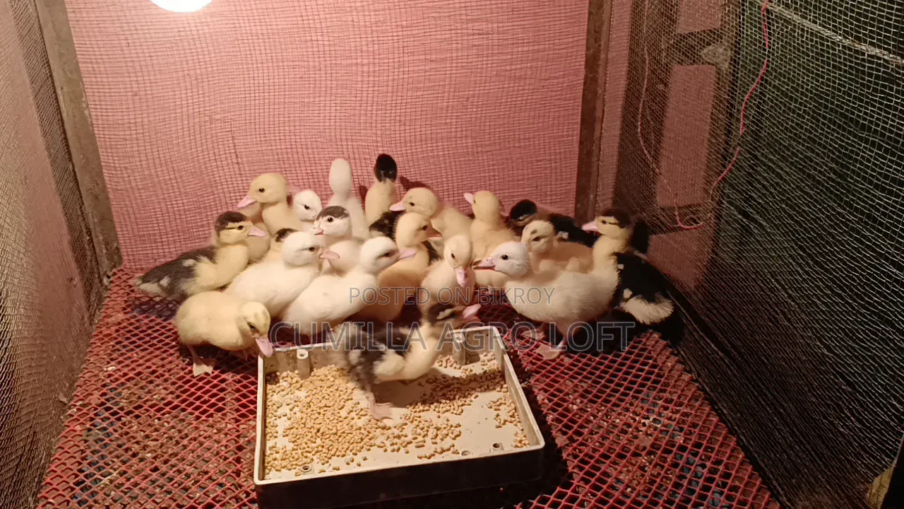 Muscovy Ducklings