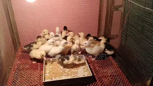 Muscovy Ducklings