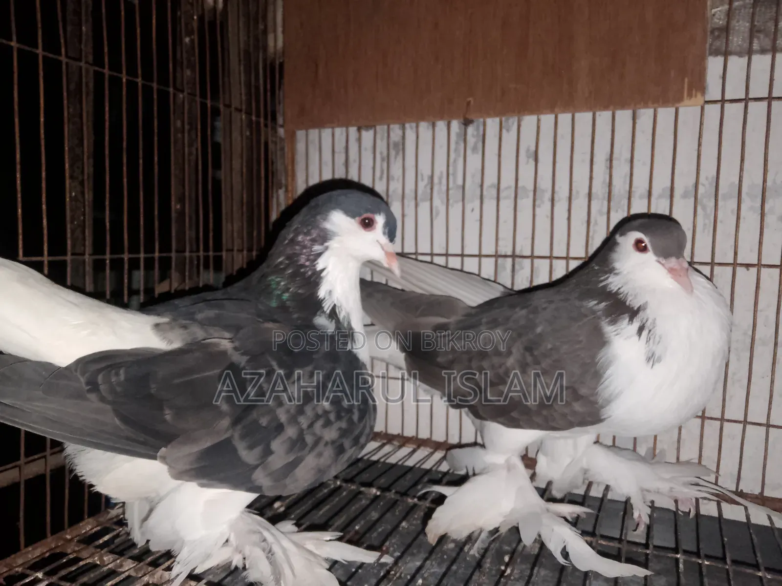 New Adults Pair