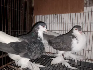 New Adults Pair