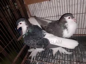 New Adults Pair