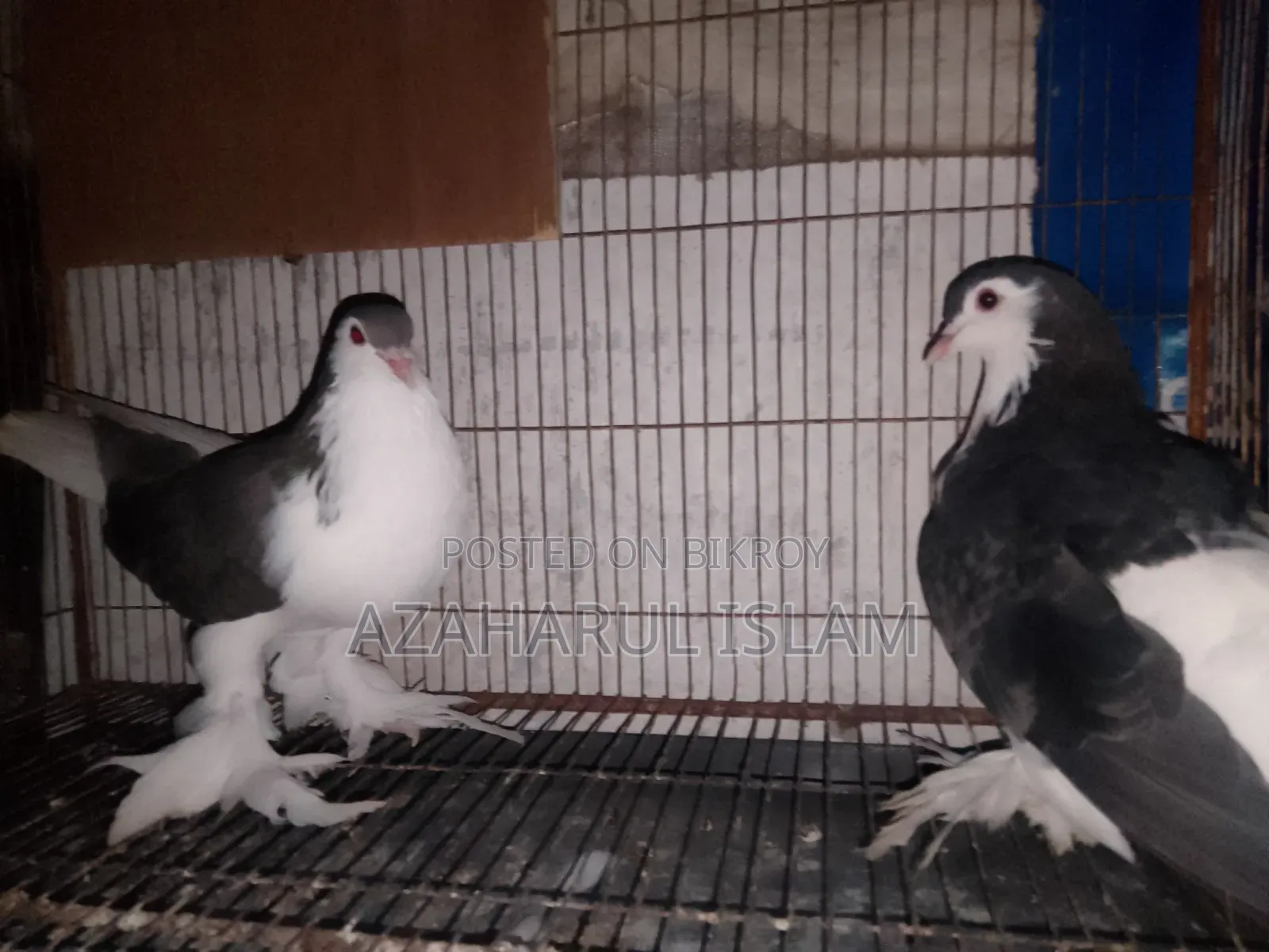 New Adults Pair