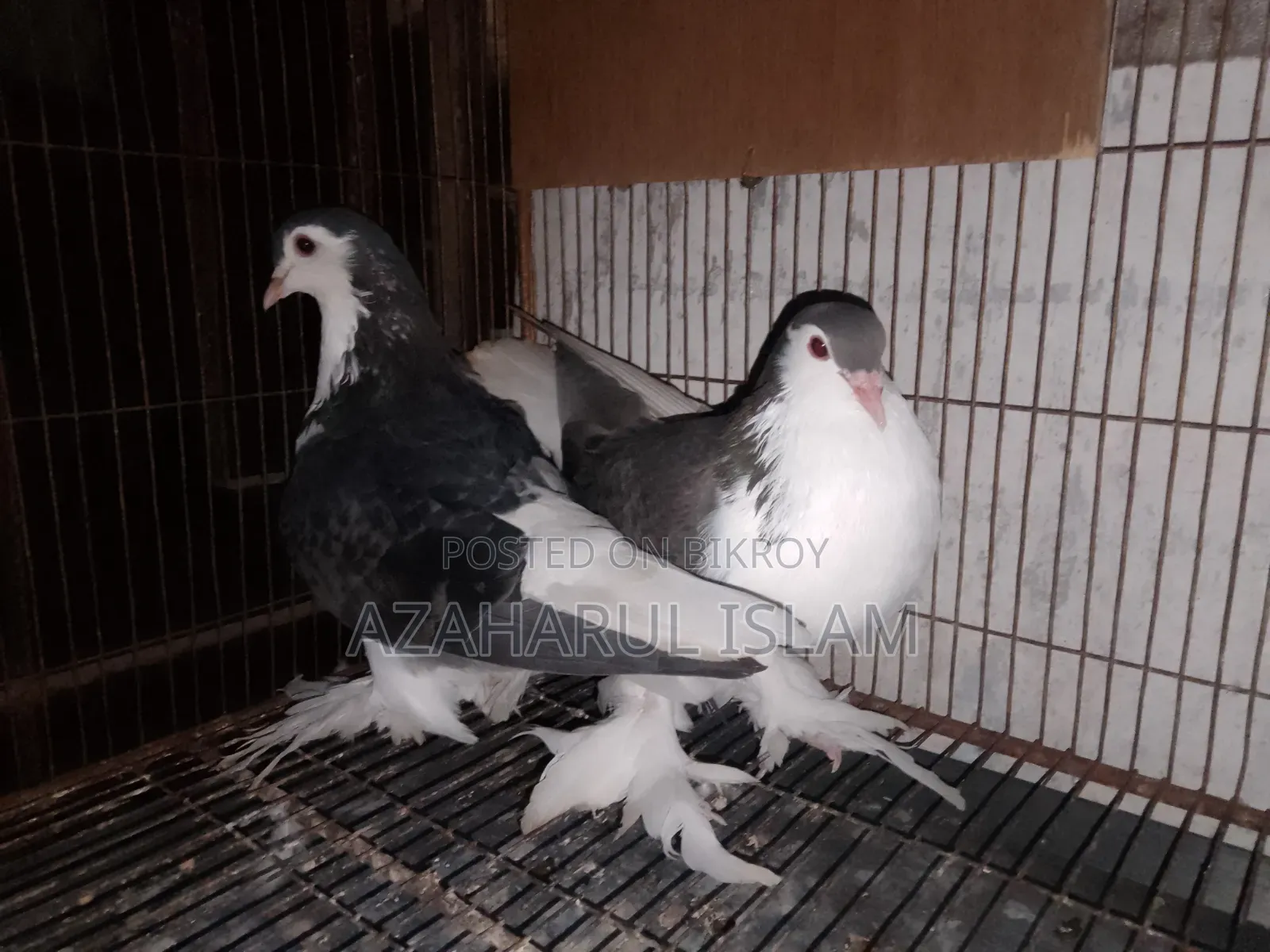 New Adults Pair