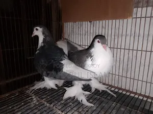 New Adults Pair