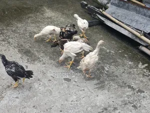 আসিল মুরগি বাচ্চা সেল হবে