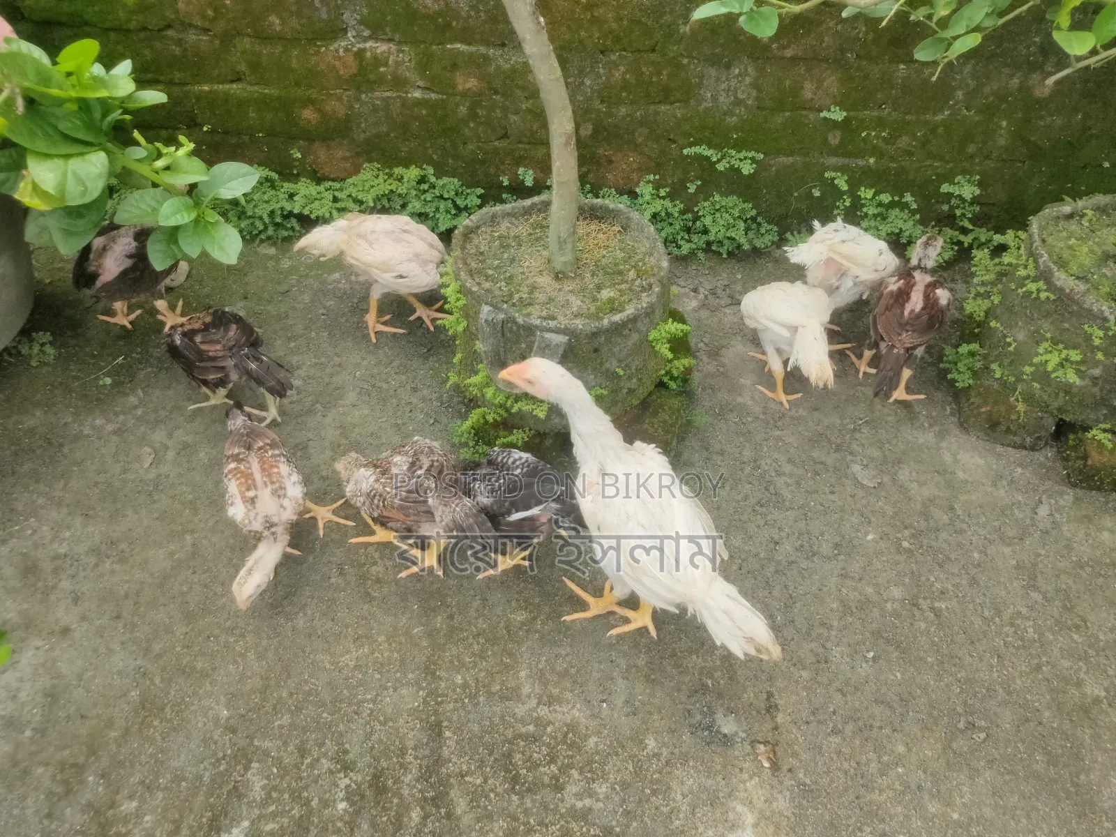 Asil chicken chicks for sale