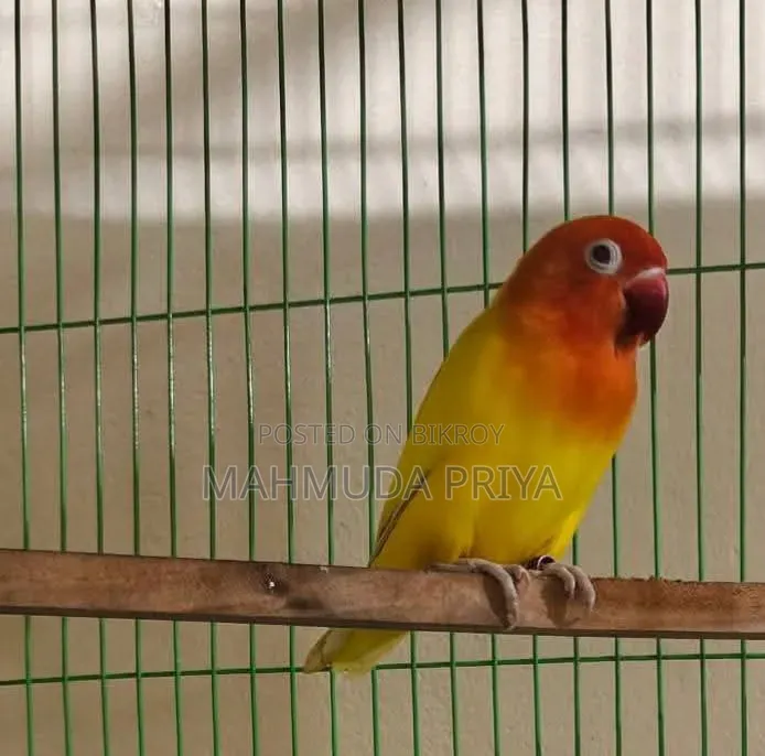লাভ বার্ড গ্রীন অপলাইন