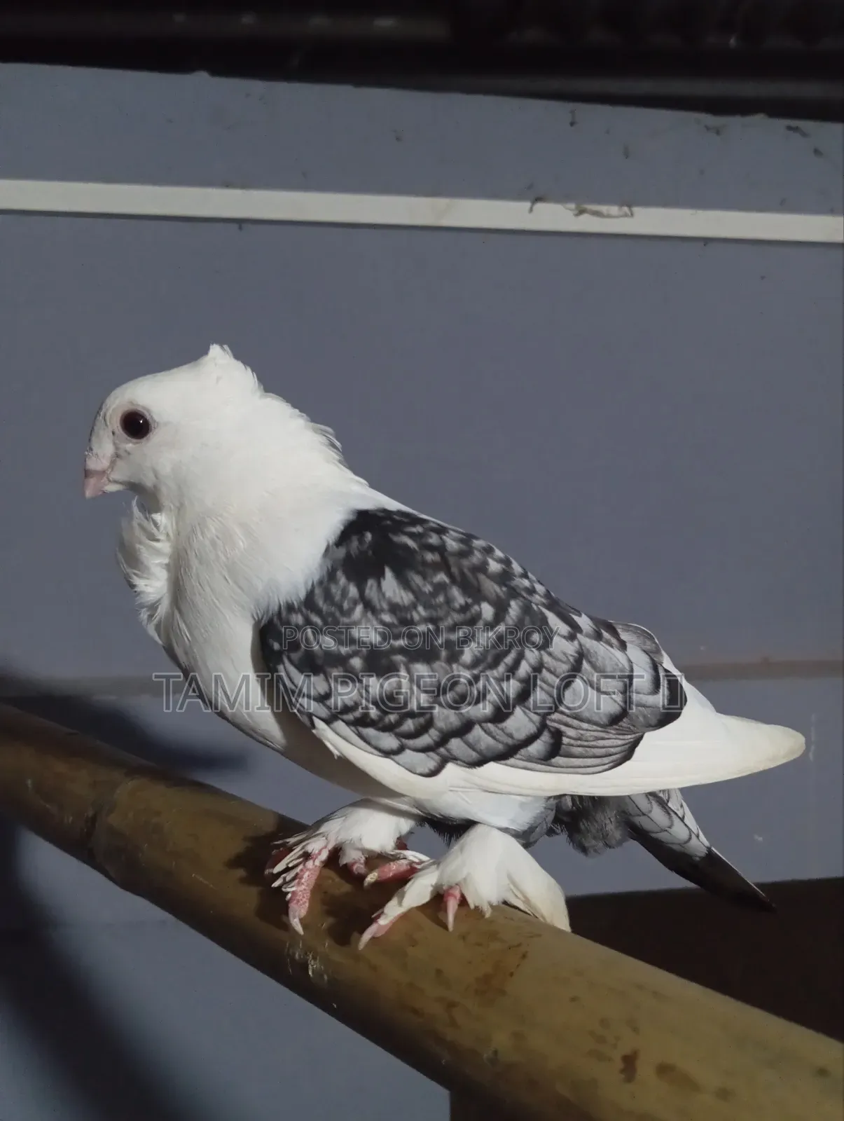 Running Satin Male Pigeon