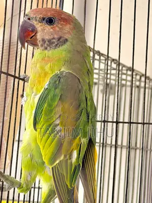 Tota Pakhi