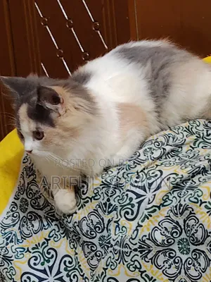 3-6 Months Female Purebred Persian