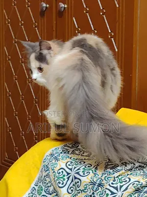 3-6 Months Female Purebred Persian